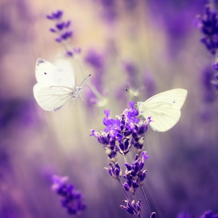 Want Greater Success? Nurture Your Butterflies